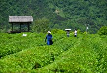 Cina: Luxi valorizza turismo e piantagioni di tè nell’Anhui (3)
