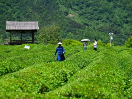 Cina: Luxi valorizza turismo e piantagioni di tè nell’Anhui (3)