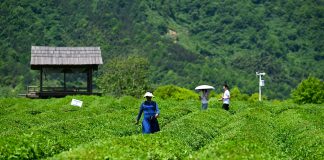 Cina: Luxi valorizza turismo e piantagioni di tè nell’Anhui (3)