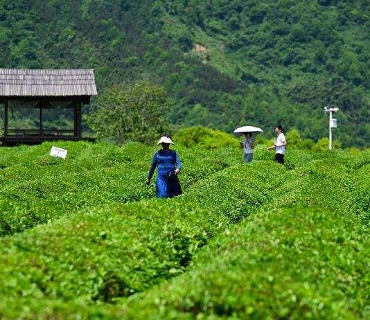 Cina: Luxi valorizza turismo e piantagioni di tè nell’Anhui (3)