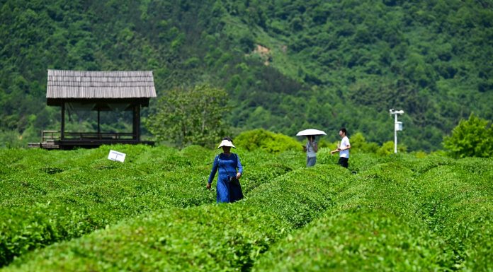 Cina: Luxi valorizza turismo e piantagioni di tè nell’Anhui (3)