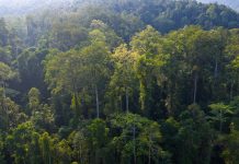 Cina: tutela degli elefanti asiatici nella riserva di Xishuangbanna (1)