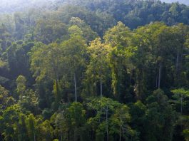 Cina: tutela degli elefanti asiatici nella riserva di Xishuangbanna (1)