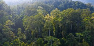 Cina: tutela degli elefanti asiatici nella riserva di Xishuangbanna (1)