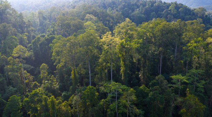 Cina: tutela degli elefanti asiatici nella riserva di Xishuangbanna (1)
