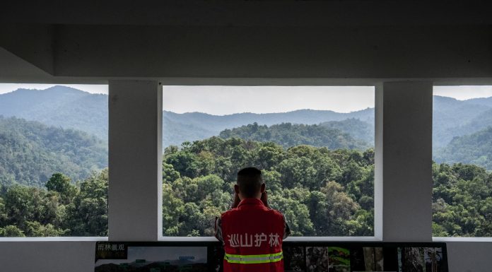 Cina: tutela degli elefanti asiatici nella riserva di Xishuangbanna (2)