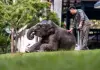 Cina: tutela degli elefanti asiatici nella riserva di Xishuangbanna (3)