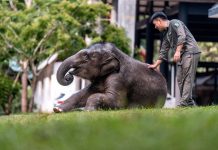 Cina: tutela degli elefanti asiatici nella riserva di Xishuangbanna (3)