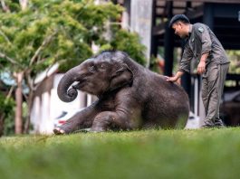 Cina: tutela degli elefanti asiatici nella riserva di Xishuangbanna (3)