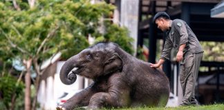 Cina: tutela degli elefanti asiatici nella riserva di Xishuangbanna (3)