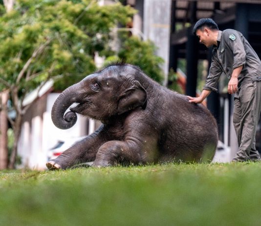 Cina: tutela degli elefanti asiatici nella riserva di Xishuangbanna (3)