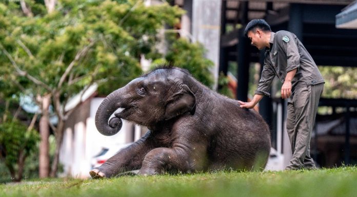 Cina: tutela degli elefanti asiatici nella riserva di Xishuangbanna (3)