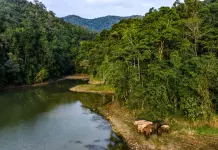 Cina: tutela degli elefanti asiatici nella riserva di Xishuangbanna (4)