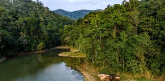 Cina: tutela degli elefanti asiatici nella riserva di Xishuangbanna (4)