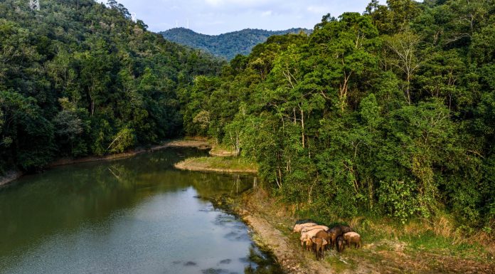 Cina: tutela degli elefanti asiatici nella riserva di Xishuangbanna (4)