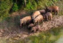 Cina: tutela degli elefanti asiatici nella riserva di Xishuangbanna (5)