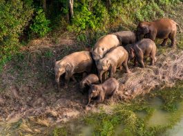 Cina: tutela degli elefanti asiatici nella riserva di Xishuangbanna (5)