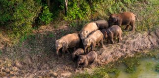 Cina: tutela degli elefanti asiatici nella riserva di Xishuangbanna (5)