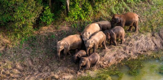 Cina: tutela degli elefanti asiatici nella riserva di Xishuangbanna (5)