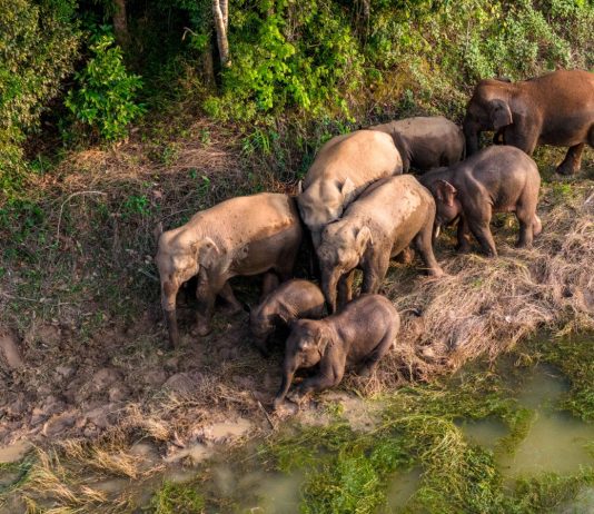 Cina: tutela degli elefanti asiatici nella riserva di Xishuangbanna (5)