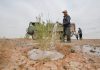 Cina: da 19 anni nel deserto per trasformare le dune in oasi (1)