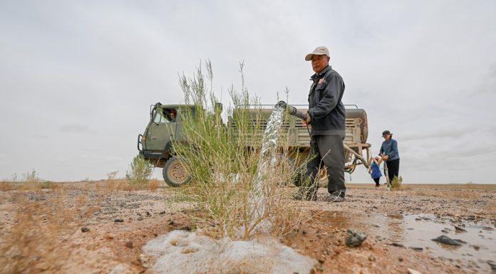 Cina: da 19 anni nel deserto per trasformare le dune in oasi (1)