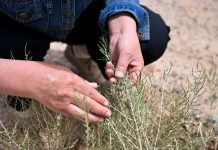 Cina: da 19 anni nel deserto per trasformare le dune in oasi (3)