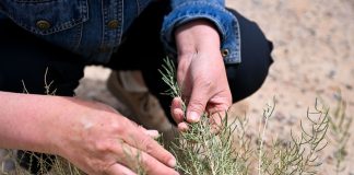 Cina: da 19 anni nel deserto per trasformare le dune in oasi (3)