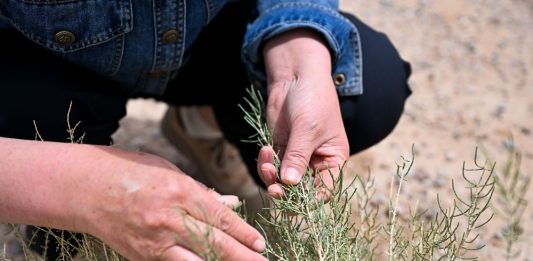 Cina: da 19 anni nel deserto per trasformare le dune in oasi (3)