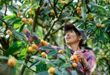Cina: raccolta delle nespole nell’Anhui nel segno della tradizione (1)