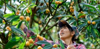 Cina: raccolta delle nespole nell’Anhui nel segno della tradizione (1)