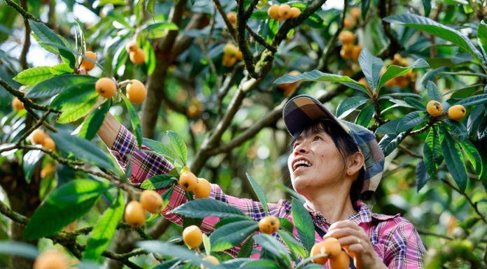 Cina: raccolta delle nespole nell’Anhui nel segno della tradizione (1)
