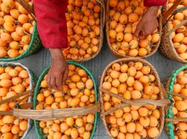 Cina: raccolta delle nespole nell’Anhui nel segno della tradizione (2)