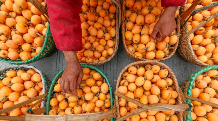 Cina: raccolta delle nespole nell’Anhui nel segno della tradizione (2)