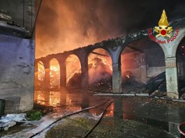 Un incendio devasta Cascina Rancate nel Milanese, tratte in salvo 510 mucche / Video