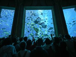 Cina: acquario di Atlantis Sanya attira visitatori a Hainan (1)