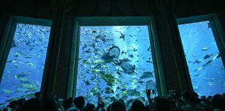 Cina: acquario di Atlantis Sanya attira visitatori a Hainan (1)