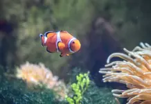 Cina: acquario di Atlantis Sanya attira visitatori a Hainan (2)