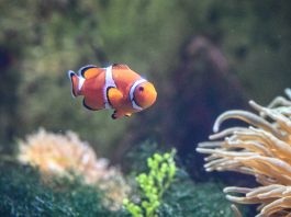 Cina: acquario di Atlantis Sanya attira visitatori a Hainan (2)
