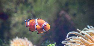 Cina: acquario di Atlantis Sanya attira visitatori a Hainan (2)
