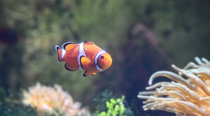 Cina: acquario di Atlantis Sanya attira visitatori a Hainan (2)