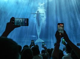 Cina: acquario di Atlantis Sanya attira visitatori a Hainan (3)