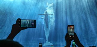 Cina: acquario di Atlantis Sanya attira visitatori a Hainan (3)