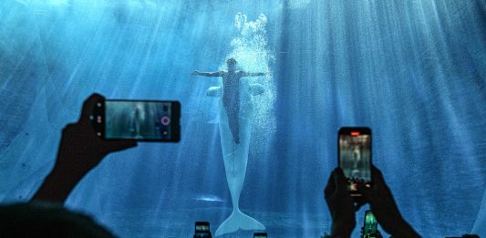 Cina: acquario di Atlantis Sanya attira visitatori a Hainan (3)