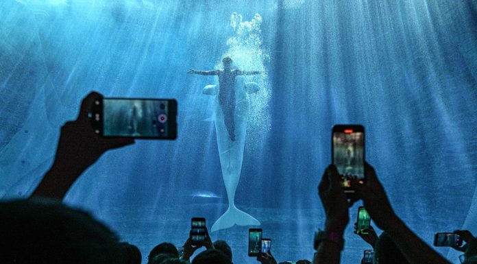Cina: acquario di Atlantis Sanya attira visitatori a Hainan (3)