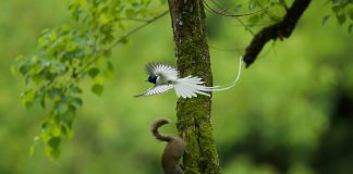 Cina: birdwatching e turismo nel villaggio di Bangxia (1)