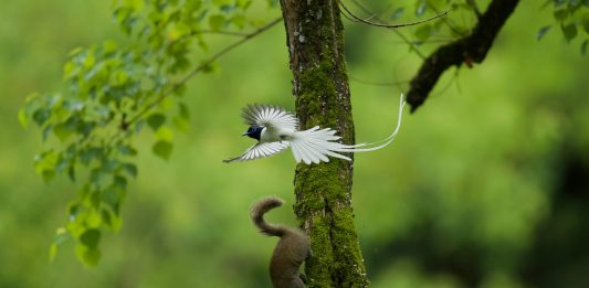 Cina: birdwatching e turismo nel villaggio di Bangxia (1)