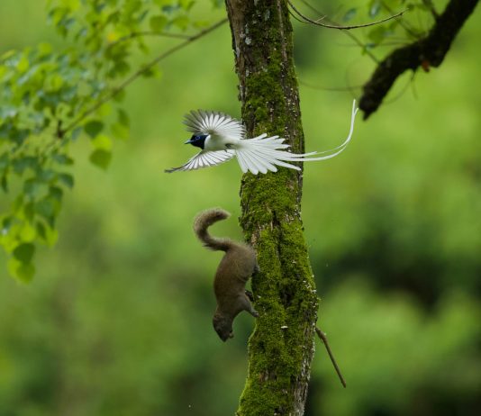 Cina: birdwatching e turismo nel villaggio di Bangxia (1)