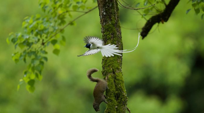 Cina: birdwatching e turismo nel villaggio di Bangxia (1)