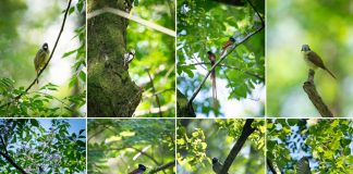 Cina: birdwatching e turismo nel villaggio di Bangxia (2)